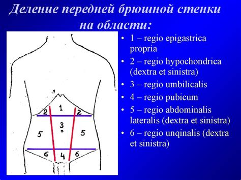 Физиологические факторы, приводящие к движению в органах брюшной полости