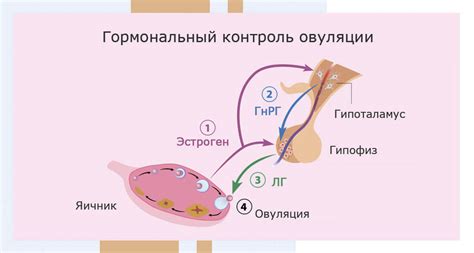 Физиологический процесс, организующий гормональные изменения у женщин