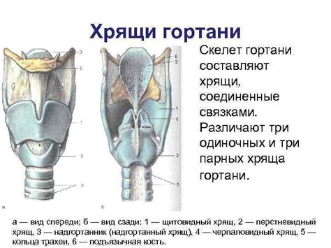 Физиология гортани: связь с формированием адамового яблока