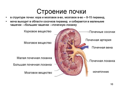 Физиология почек: ключевые функции органа