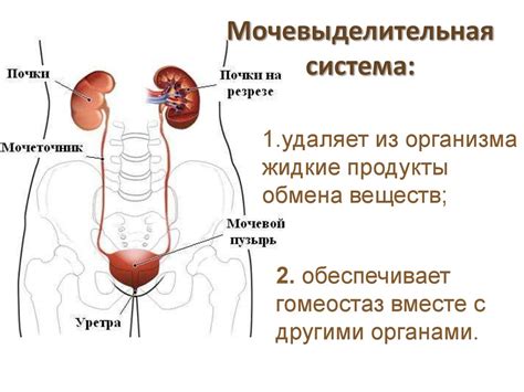 Физиотерапевтические методы для восстановления функции мочевой системы