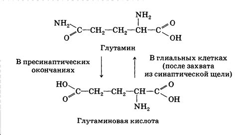 Физическая активность и глутаминовая кислота