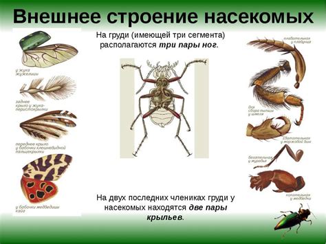 Физические методы устранения насекомых в почве