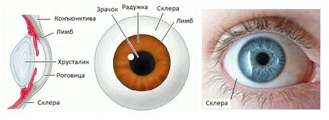 Физические особенности глазных склер