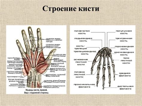 Физические особенности строения женской кисти руки