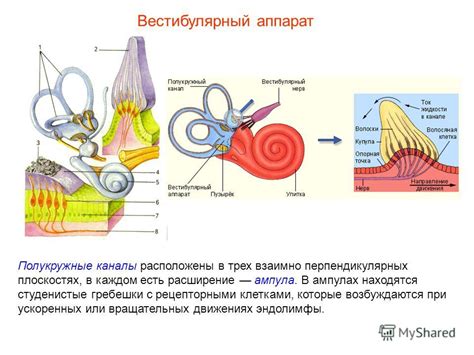 Физические причины неприятного звучания в слуховом аппарате и области головы