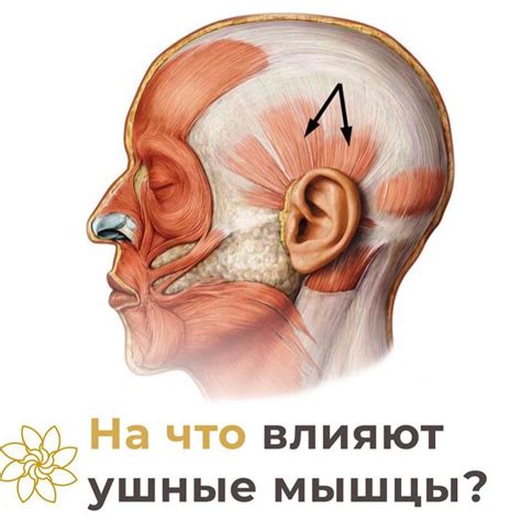 Физические тренировки и массаж для укрепления мышц ушной области