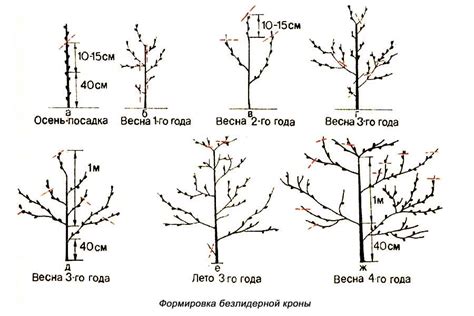 Формирование и обрезка купены: советы для успешного ухода