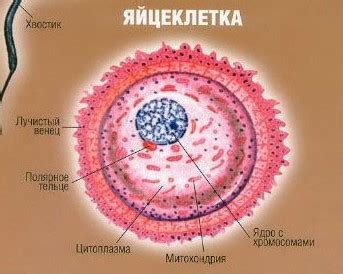 Формирование и характеристики зрелой яйцеклетки