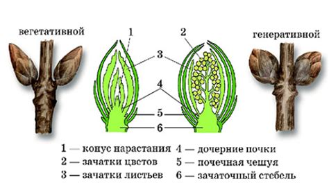 Формирование стебля и листьев сирени