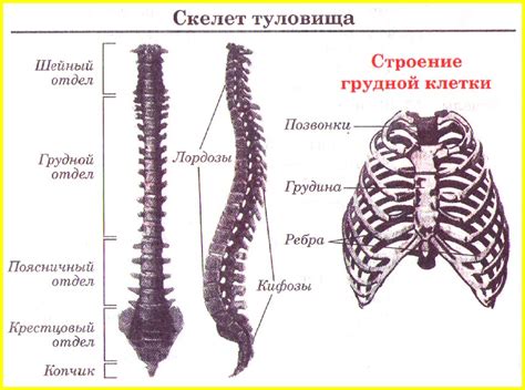 Формирование туловища и лап