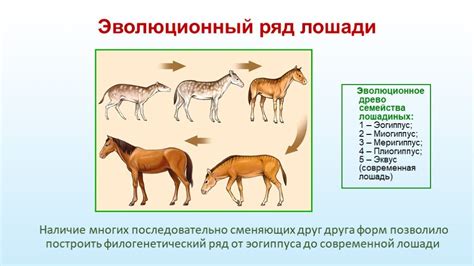 Фоссилии: главные свидетельства эволюции