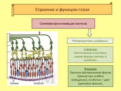 Фоторецепторы глаза: принципы работы восприятия света