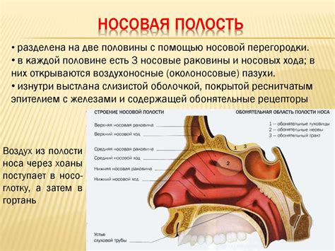 Функции вспомогательных пустот носа