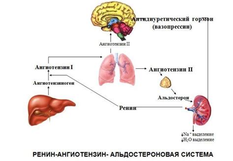 Функции глобулина в организме