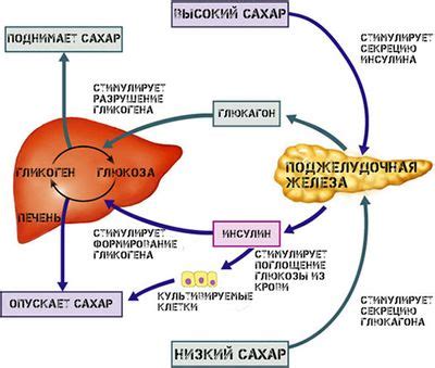 Функции глюкагона в организме человека
