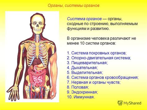 Функции глюкозы в клетках органов и тканей