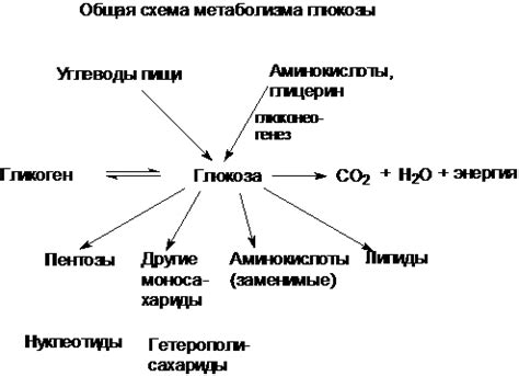 Функции глюкозы в организме