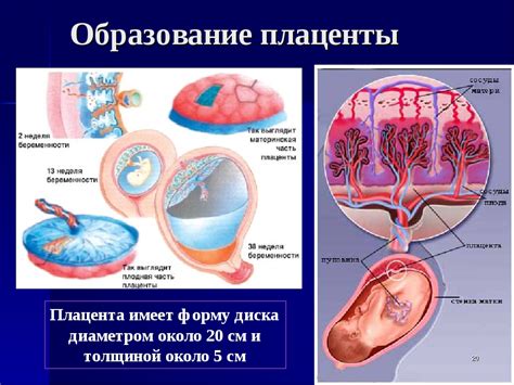 Функции зрелой плаценты 1 степени