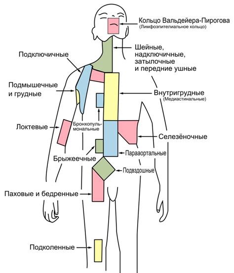 Функции и значение лимфоузлов в области подмышечных впадин