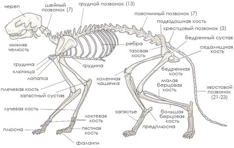 Функции и особенности передних конечностей у кошек