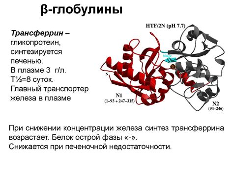 Функции и роль глобулина