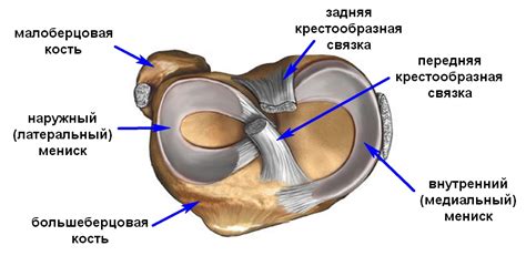 Функции и строение мениска
