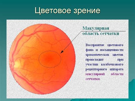 Функции макулы: отвечает за центральное зрение