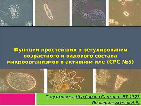Функции микроорганизмов, образующих оптимальную флору в женском организме