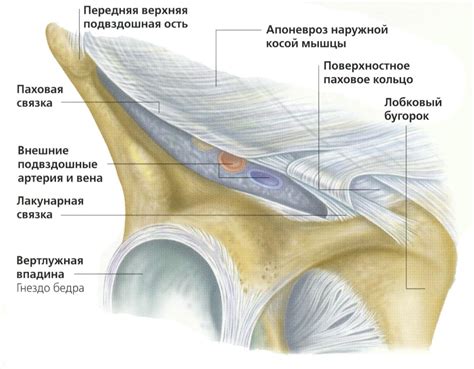 Функции паховой области у женщин