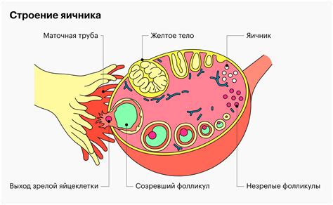 Функции яйцеклетки после выхода из яичника