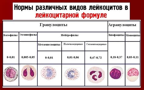 Функциональная значимость палочкоядерных нейтрофилов