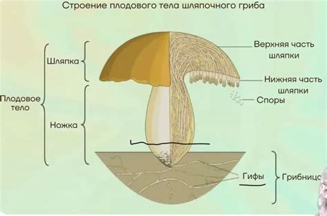 Функциональность плодового лепестка