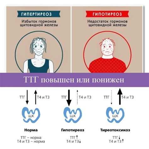 Функционирование щитовидной железы и важность ТТГ для здоровья женщин