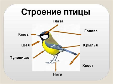 Характеристика Каркуши: особенности и главные черты легендарной птицы