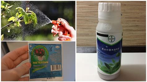 Химические препараты для устранения малых гусениц на культуре клубники