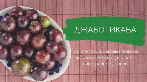 Хитрости умения оценить и испытать на вкус самодельное виноградное напиток