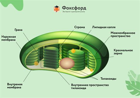 Хлоропласты: центры фотосинтеза в органеллах растительных клеток