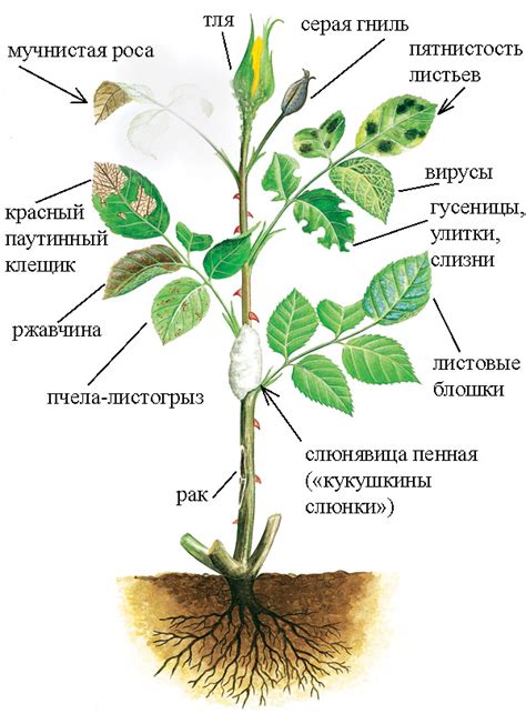 Холод и розы: почему они страдают от низких температур