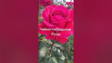 Хороший момент для засева лилейной розы: основные факторы