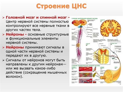 ЦИУ: главный "мозг" информационной системы