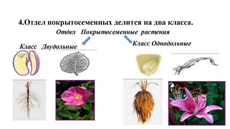 Цветковые растения: особенности и представители