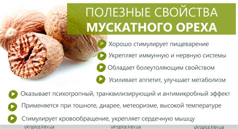 Цветовая гамма мускатного ореха: отличительные черты