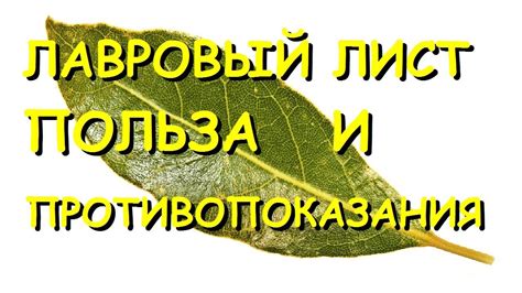 Ценные свойства и польза бархатного листа для здоровья