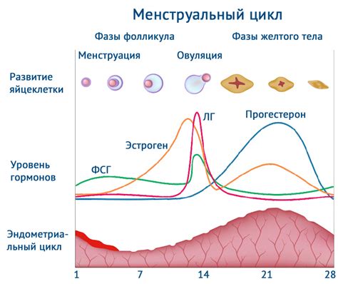 Цикл женского полового созревания и его влияние на возможность зачатия