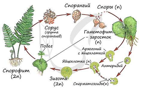 Цикл размножения