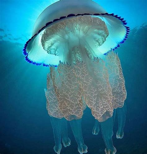 Черное море: голубые медузы и их опасность для отдыхающих