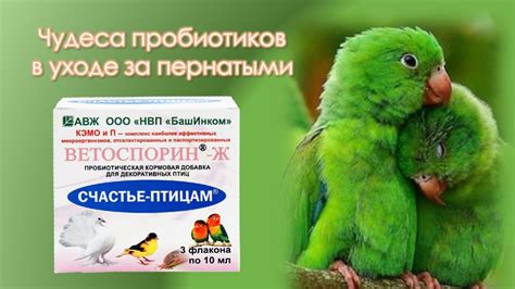 Чисто и комфортно: уход за пернатыми не требует много времени