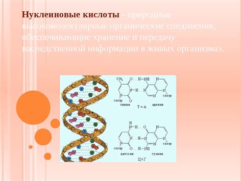 Что представляют собой глюкокортикостероиды