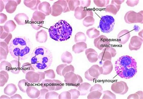 Что такое лимфоциты и моноциты: функции и значения
